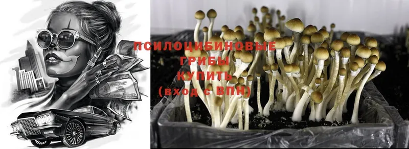 Галлюциногенные грибы Psilocybine cubensis  omg как зайти  Зарайск 